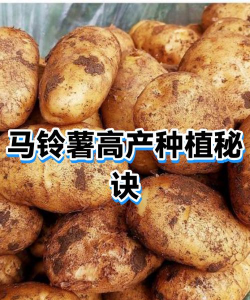 秋马铃薯高产把五关 秋马铃薯高产把五关
