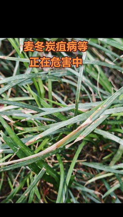 麦冬有哪些病害