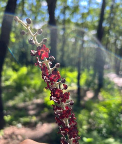 藜科花卉有哪些