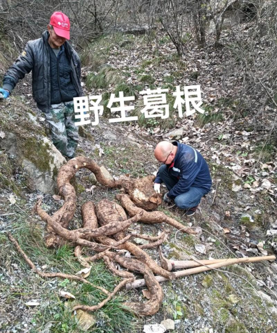 野葛是什么茎