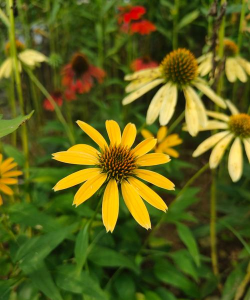 夏季有哪些菊花