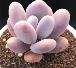 桃美人什么寓意