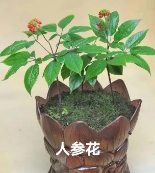 用人参养花