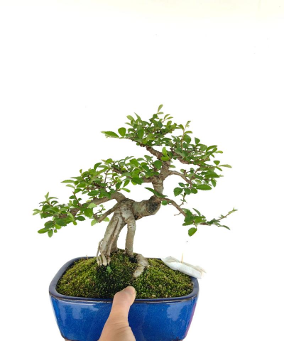 榆树盆景是什么