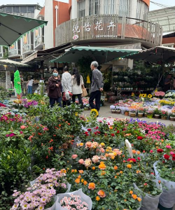 家庭养花用生根粉