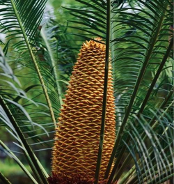 苏铁哪些国家有