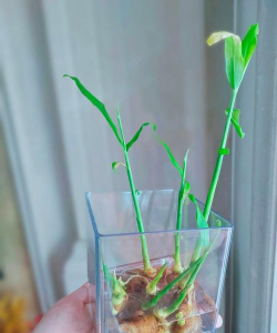 姜切片养花