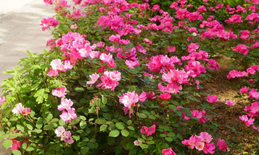 哪些月季单季开