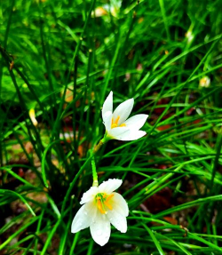 葱兰与韭菜莲 葱兰与韭菜莲