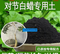 用什么土种白蜡