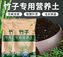 紫竹种植什么土