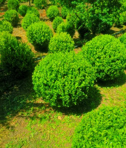 小叶树都有哪些