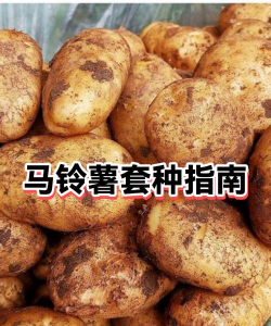 马铃薯的间作套种技术要点