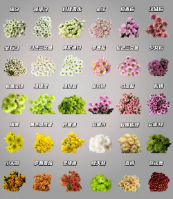 雏菊有哪些名字