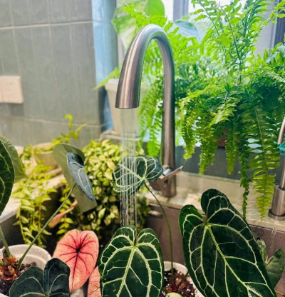 家庭养花用生根粉