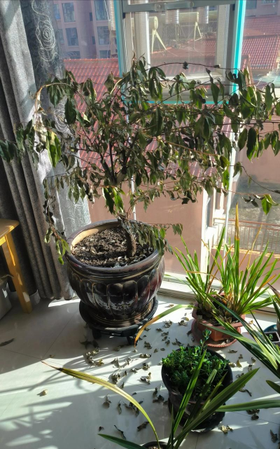 家庭养花用生根粉