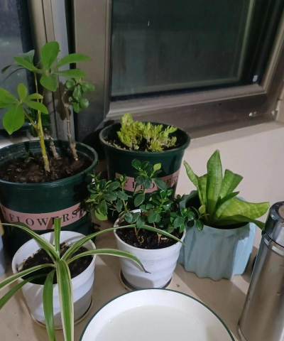 家庭养花用生根粉