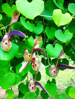 马兜铃是什么花