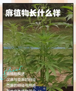 大麻属于什么植物