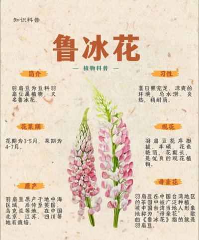 鲁冰花分哪些品种