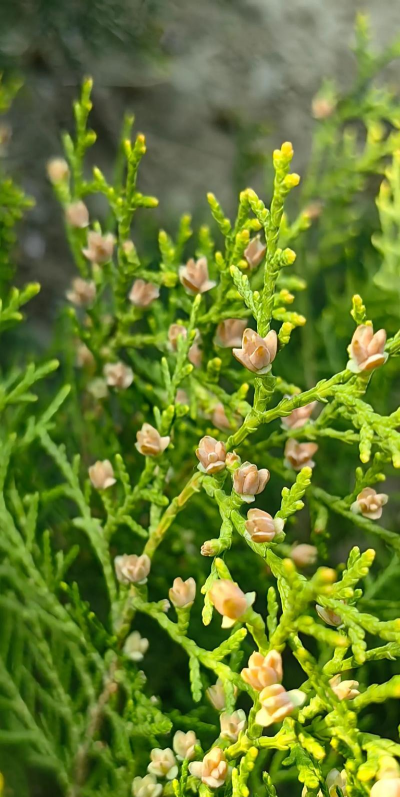 侧柏喜欢什么粪