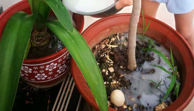 家庭养花用生根粉