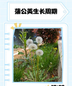 蒲公英是在什么