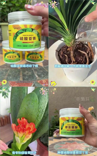 家庭养花用生根粉