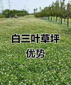 白三叶草坪的越冬管理 白三叶草坪的越冬管理