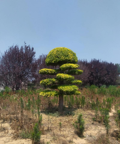 金叶榆规格有哪些