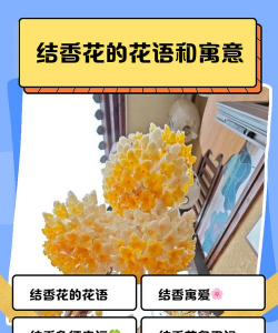 结香花语有哪些