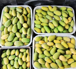 云南盛产什么芒果