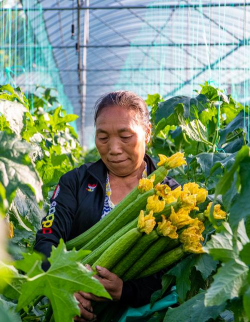 丝瓜什么季节收