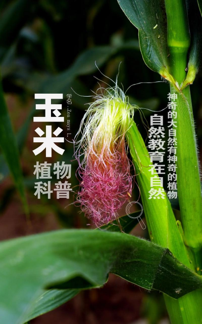 什么是玉蜀黍