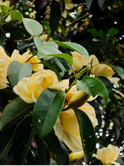 深山含笑什么作用