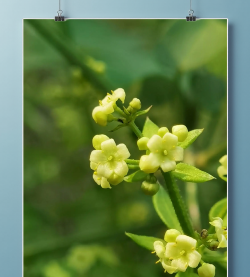 茜草科有哪些花