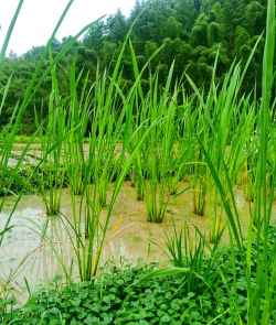 茭白叶子有什么