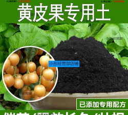 黄皮喜欢什么土