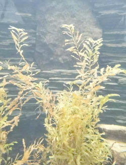 哪些植物在水里过冬