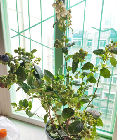 家庭养花用生根粉