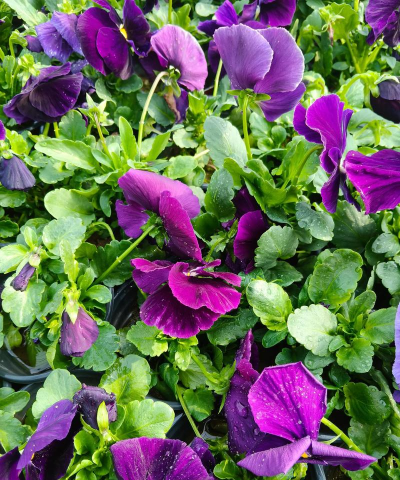 青州盛产什么植物