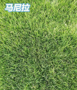 什么草皮柔软常绿