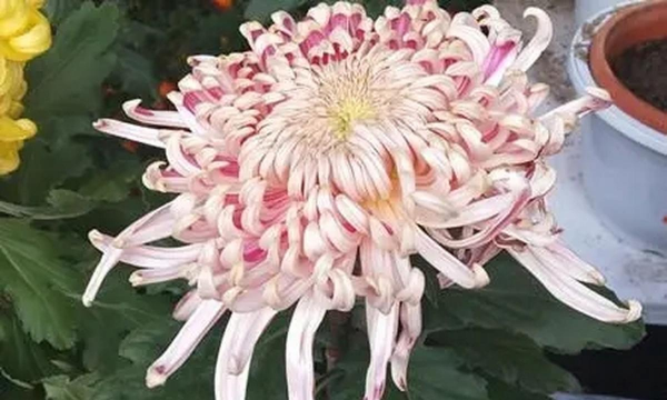 意大利忌讳什么花