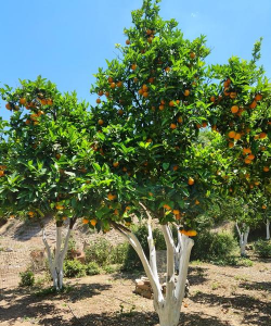 柑橘是什么乔木