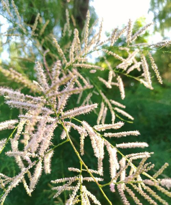 柽柳和什么嫁接