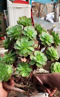 家庭养花用生根粉