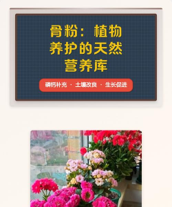 家庭养花用生根粉