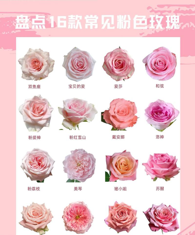 小玫瑰代表什么