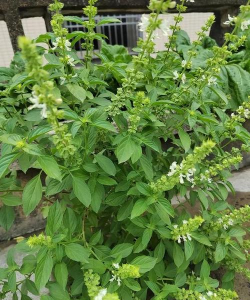 什么是罗勒叶子