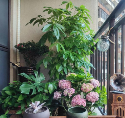 家庭养花用生根粉